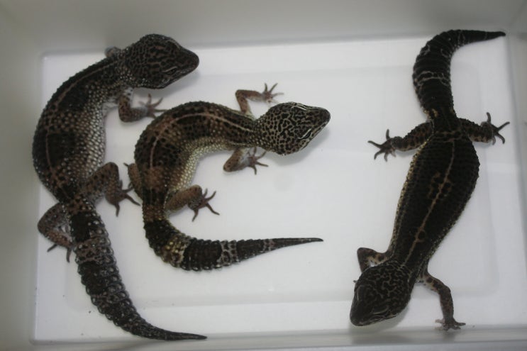  LION GECKO. 라이온게코 레오파드게코 성체 게코져스 어셈블 포스팅
