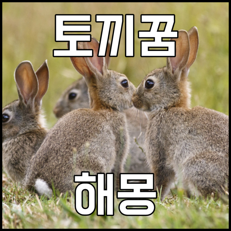  토끼꿈 토끼떼가 몰려오는꿈 해몽 알고보니