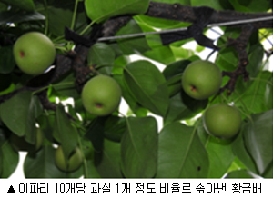  저온 피해 입은 배, 열매 솎는 요령 제시