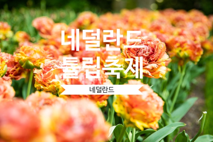 네덜란드 여행 / 암스테르담 쾨켄호프 Keuken hof 튤립축제, 꽃길만 걸어요