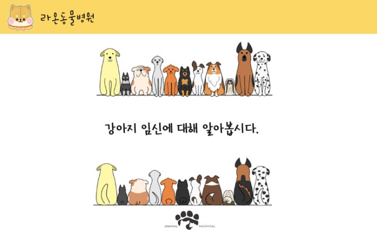  라온동물병원 ) 강아지 임신 / 강아지 출산 / 강아지 임신과 출산에 대해서 알아봅시다.