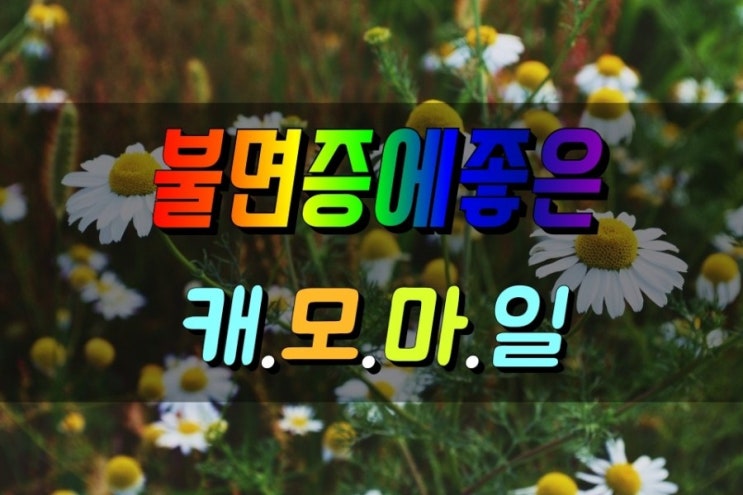  심신안정 스트레스 불면증에 좋은 캐모마일 차
