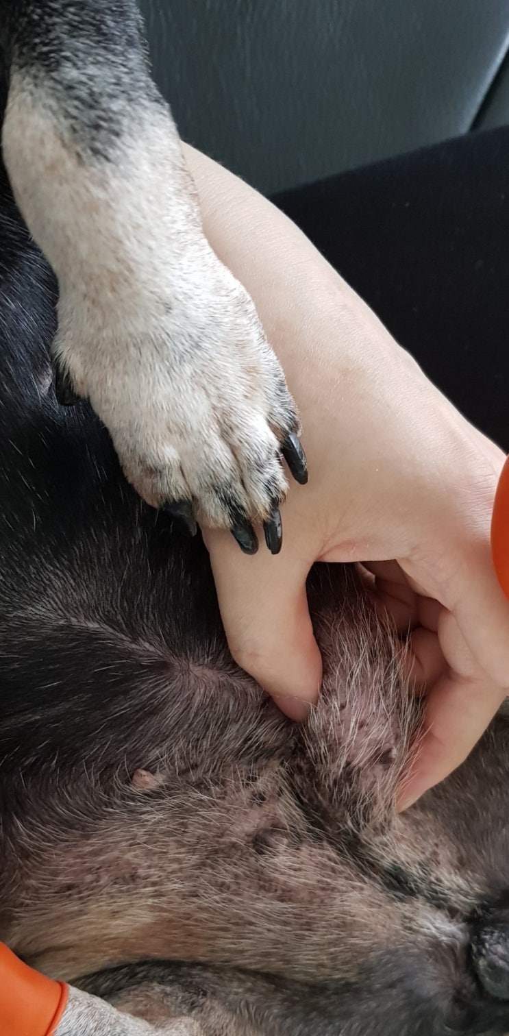  악성유선종양