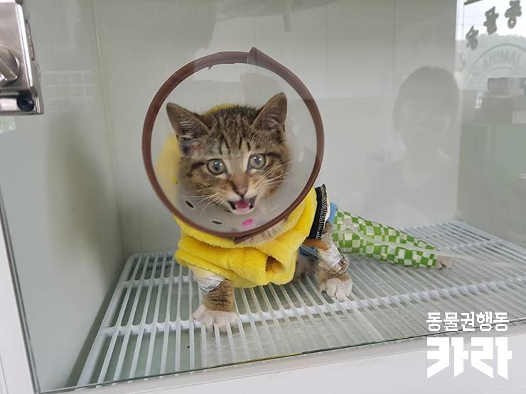  [개인구조] 넉살 좋고 귀여운 냥이 이름하여 '개냥이'의 가족을 찾습니다.