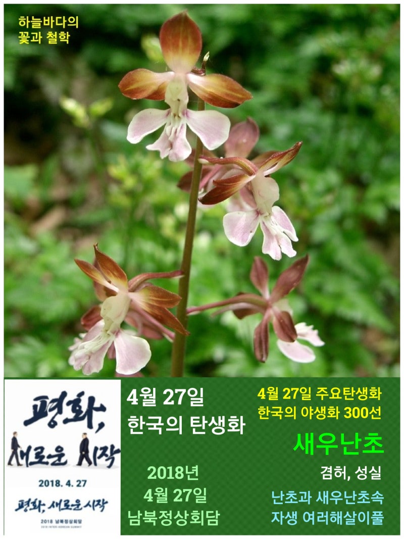 새우난초 / 난초과, 4월 27일 한국의 탄생화 : 네이버 블로그, image size:800x1067