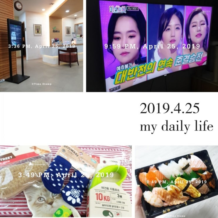  2019.4.25(목) 미스트롯 결승진출자/ 신경치료 후기/ 다이소 고양이용품