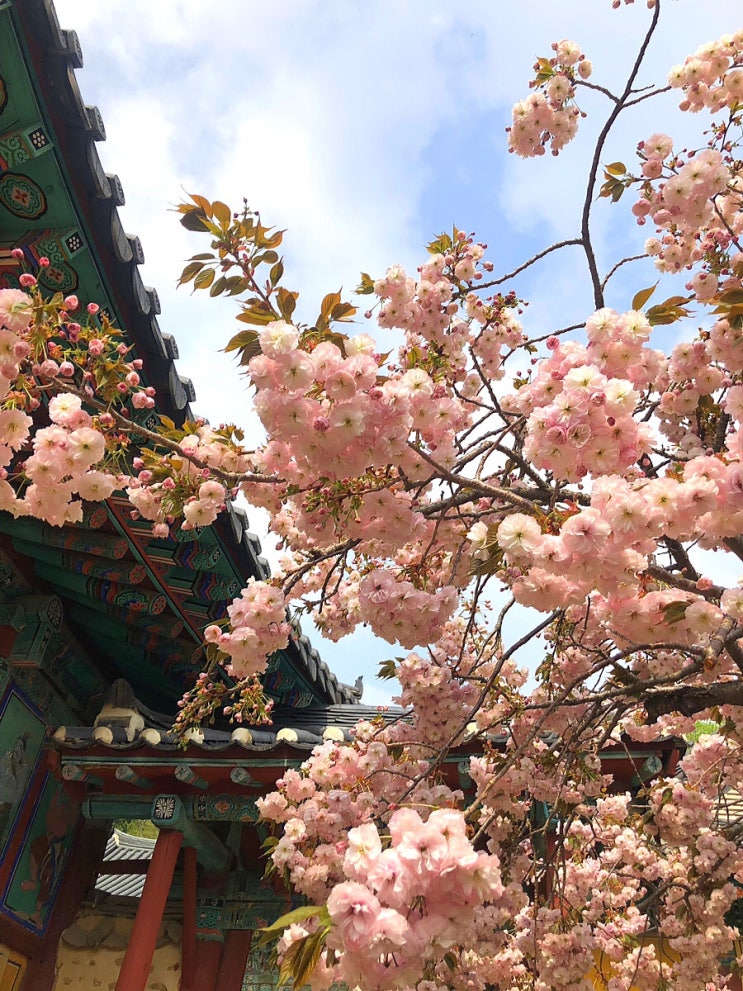  [ 충남 서산 ] 벚꽃이 아직 한창인 서산 개심사로 나들이 가요 ~!