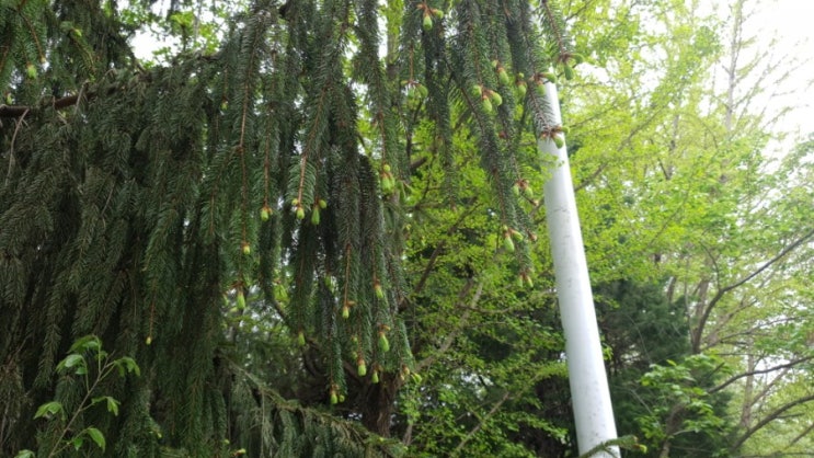 꽃:) 가문비나무