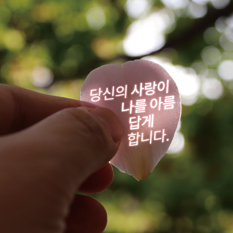  거제도 동백꽃 엔딩 꽃말 그대를 사랑합니다.