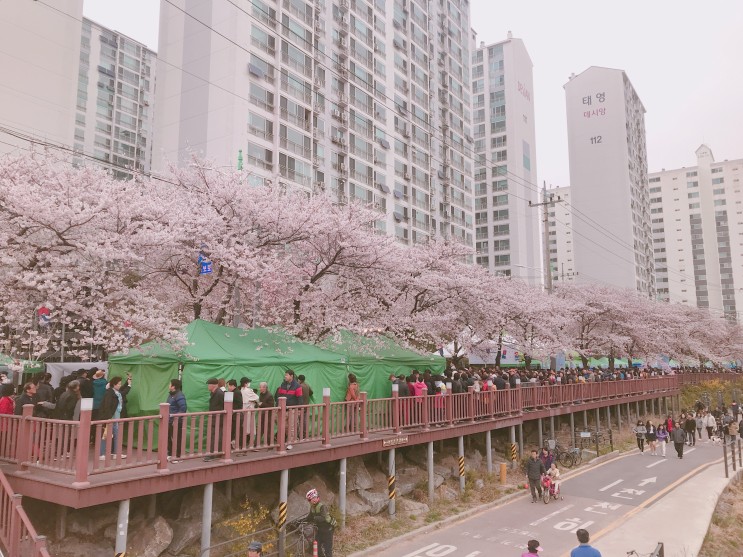 도봉구 벚꽃의 절정 '창2동 에코벚꽃축제' 성료