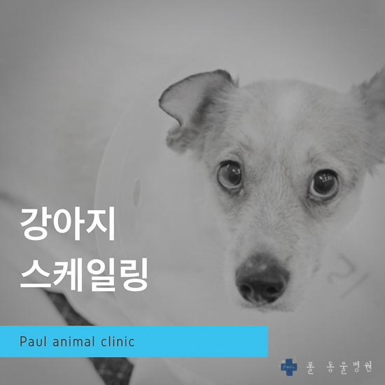  강아지 스케일링, 강아지 고양이 치과 & 분당 24시 폴 동물병원(정자동)