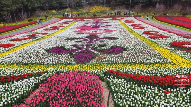  꽃축제 충남 태안 세계튤립축제