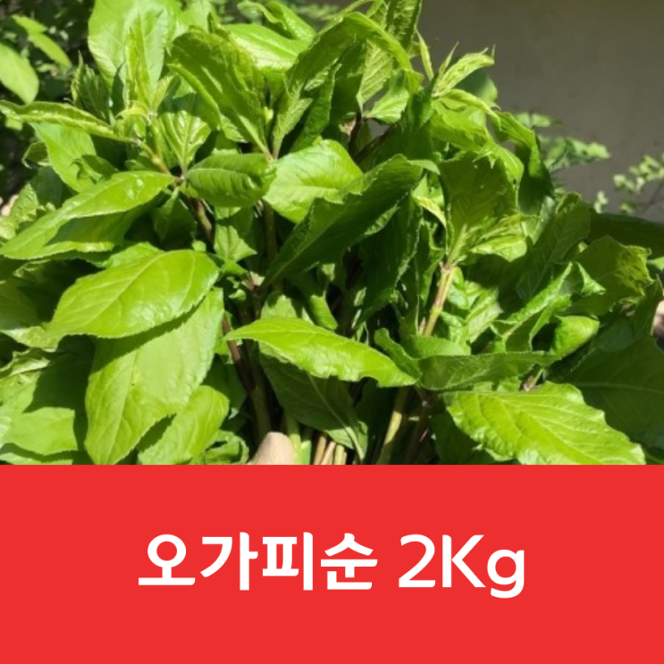  2019 오가피순 예약판매 가격/오가피순 파는 곳