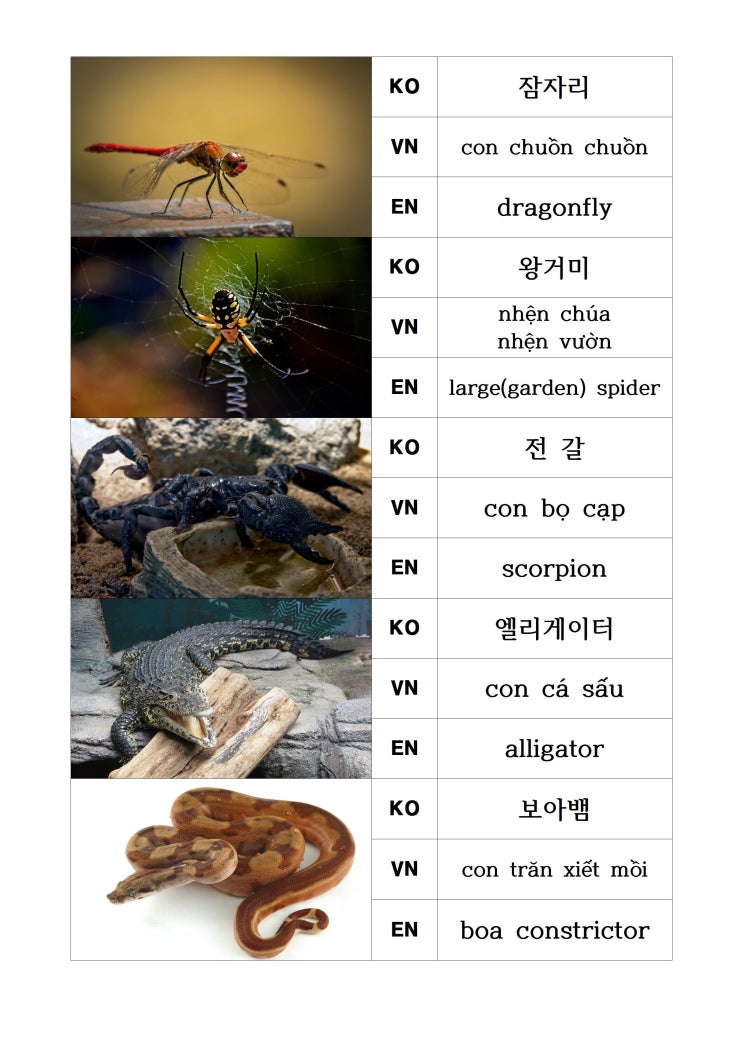  낱말카드 [동물 #17]