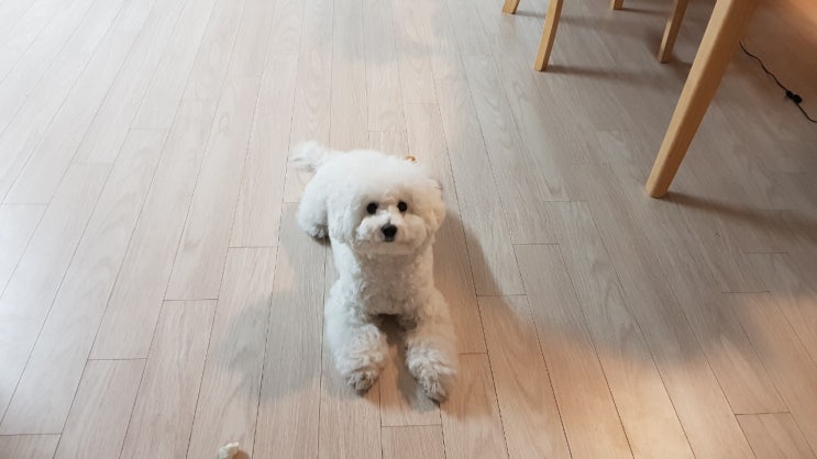  똑똑한 첫눈