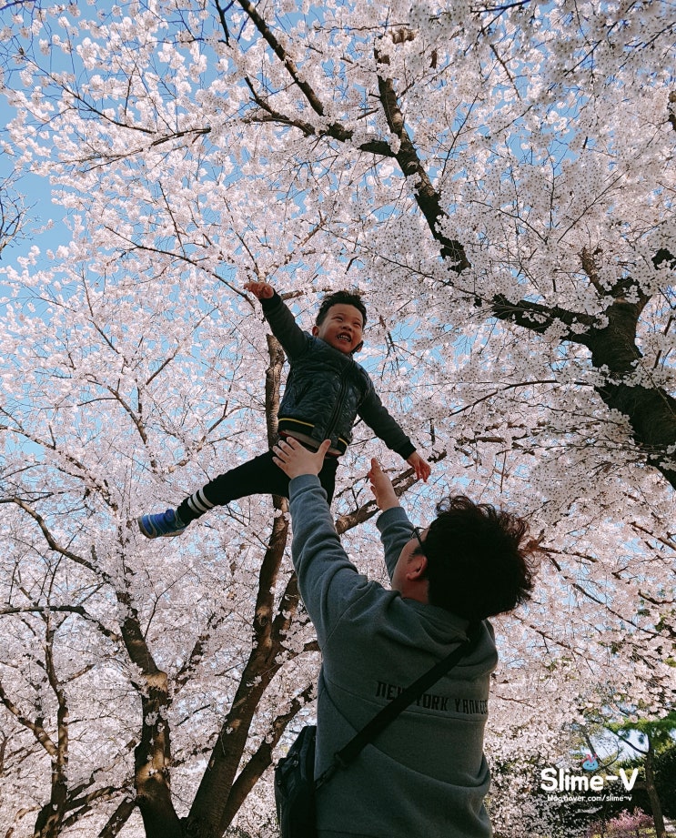  안양 마리모 분양은 어디서? 슬라임V에서~!!
