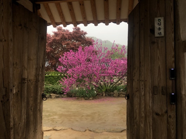 봄비 내리는 녹두꽃 촬영지 정읍 김명관 고택