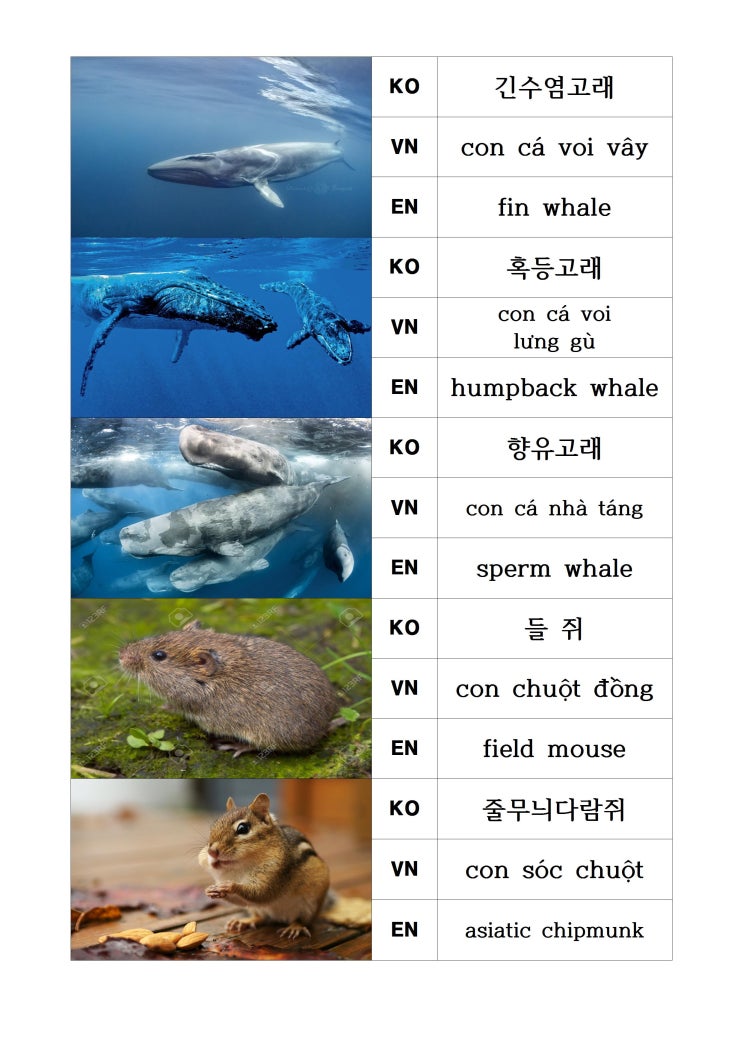  낱말카드 [동물 #7]