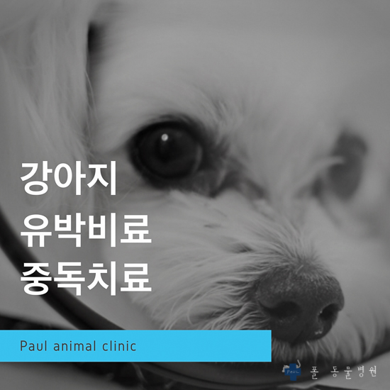  강아지 유박비료 섭취, 중독 치료, 강아지 응급진료 & 성남 분당 24시 폴 동물병원
