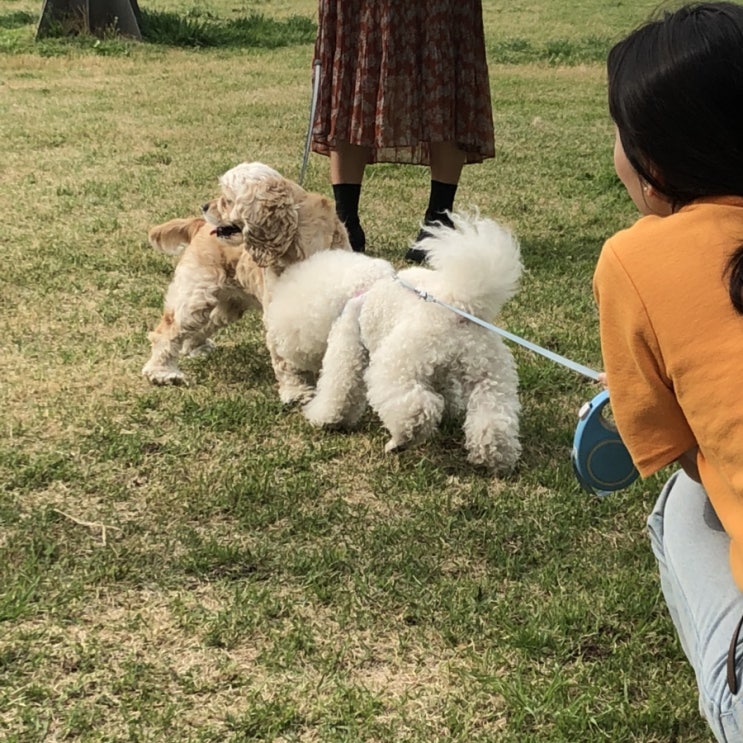  나만 댕댕이 없어:(