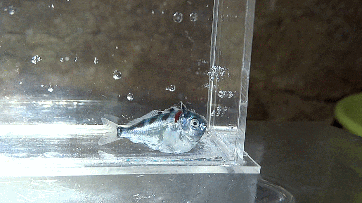  여덟동가리  Cheilodactylus quadricornis    ユウダチタカノハ / 다동가리과 (Family Cheilodactylidae) 의 1종