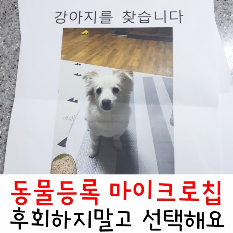 반려동물등록 강아지내장칩 선택이 아닌 필수예요