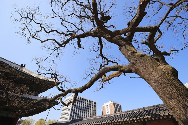  창덕궁 나무 이야기, 돈화문 안 천연기념물 회화나무와 금천교 느티나무 