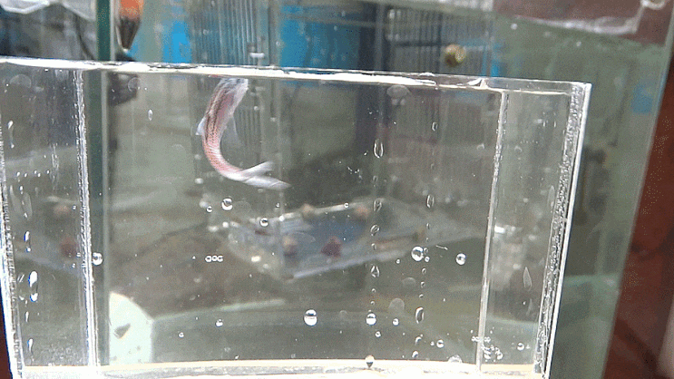  깃비늘치 Benthosema pterotum イワハダカ / 샛비늘치과 (Family Myctophidae) 의 1종