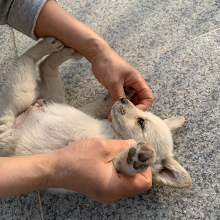  190427-0501: 잠깐 서울가서 ncs보고, 떡볶이 먹고, 고향갔다가 또 다시 일상,,( •̀∀•́ )
