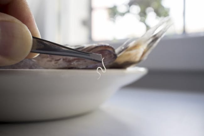  생선의 생식(生食)은 「신선＝안전」이 아니다. 고래회충에 주의