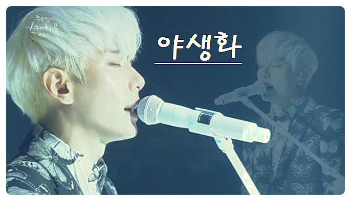 박효신 야생화 듣기 뮤직비디오 보기 남자노래 완소곡