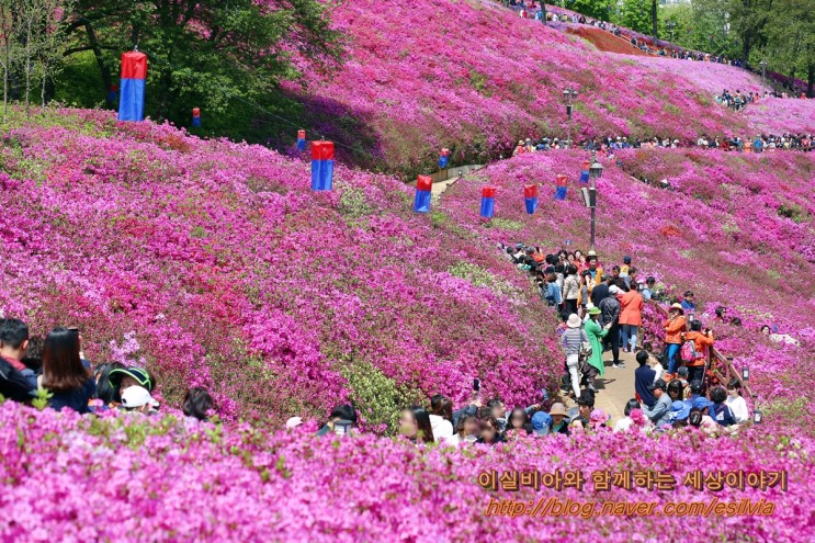 서울근교 꽃구경 철쭉동산 2019 군포 철쭉축제, 탄성 자아내다
