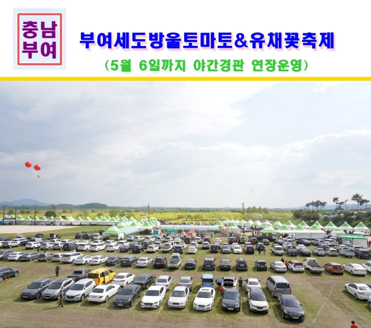  부여 여행 2019 부여세도 방울토마토 & 유채꽃 축제 후기~