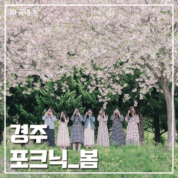  경주 겹벚꽃 with 포크닉 + 남태현 사진작가님