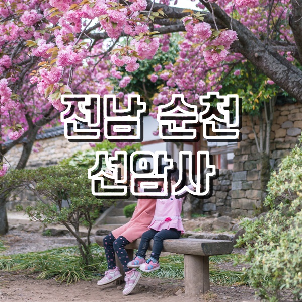  [순천여행] 겹벚꽃 구경하기 좋은 사찰 선암사