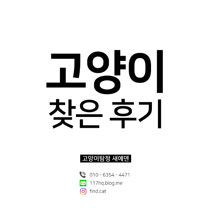  190426 김포 고촌읍 산책 중에 도망친 코숏 치즈 금비