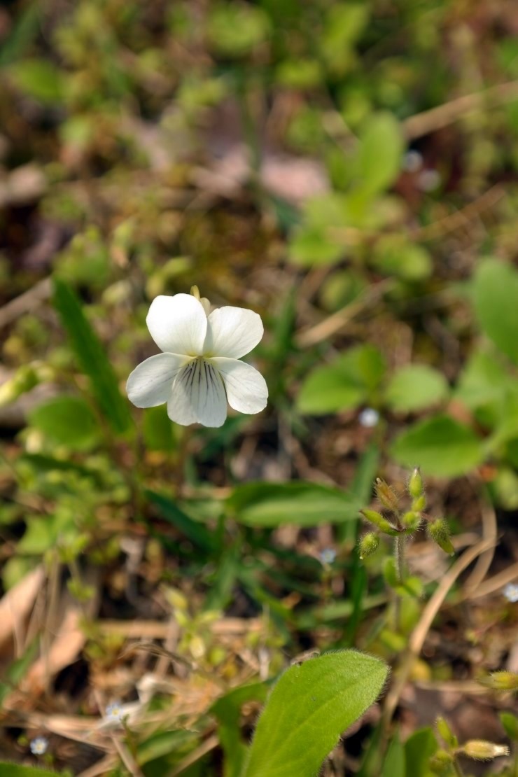 흰제비 꽃