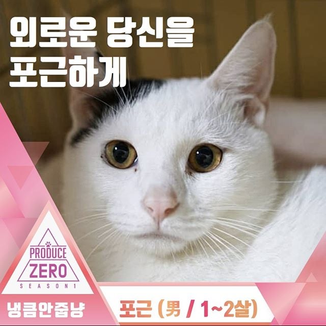 아기고양이, 혼자 있다고 무작정 '냥줍' 하지 마세요. : 네이버 블로그 아기고양이, 혼자 있다고 무작정 '냥줍' 하지 마세요. : 네이버 블로그