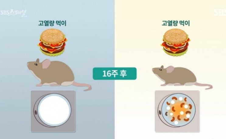  간헐적 단식의 방법과 부작용