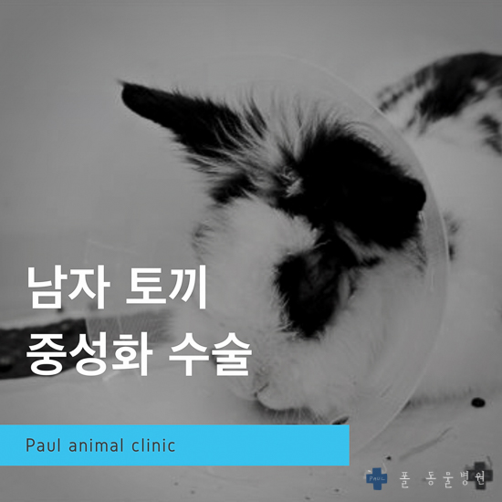 토끼 라이언 헤드 수컷 중성화, 토끼 진료 수술 & 성남 분당 24시 폴 동물병원(이천, 여주, 판교, 용인, 광주)