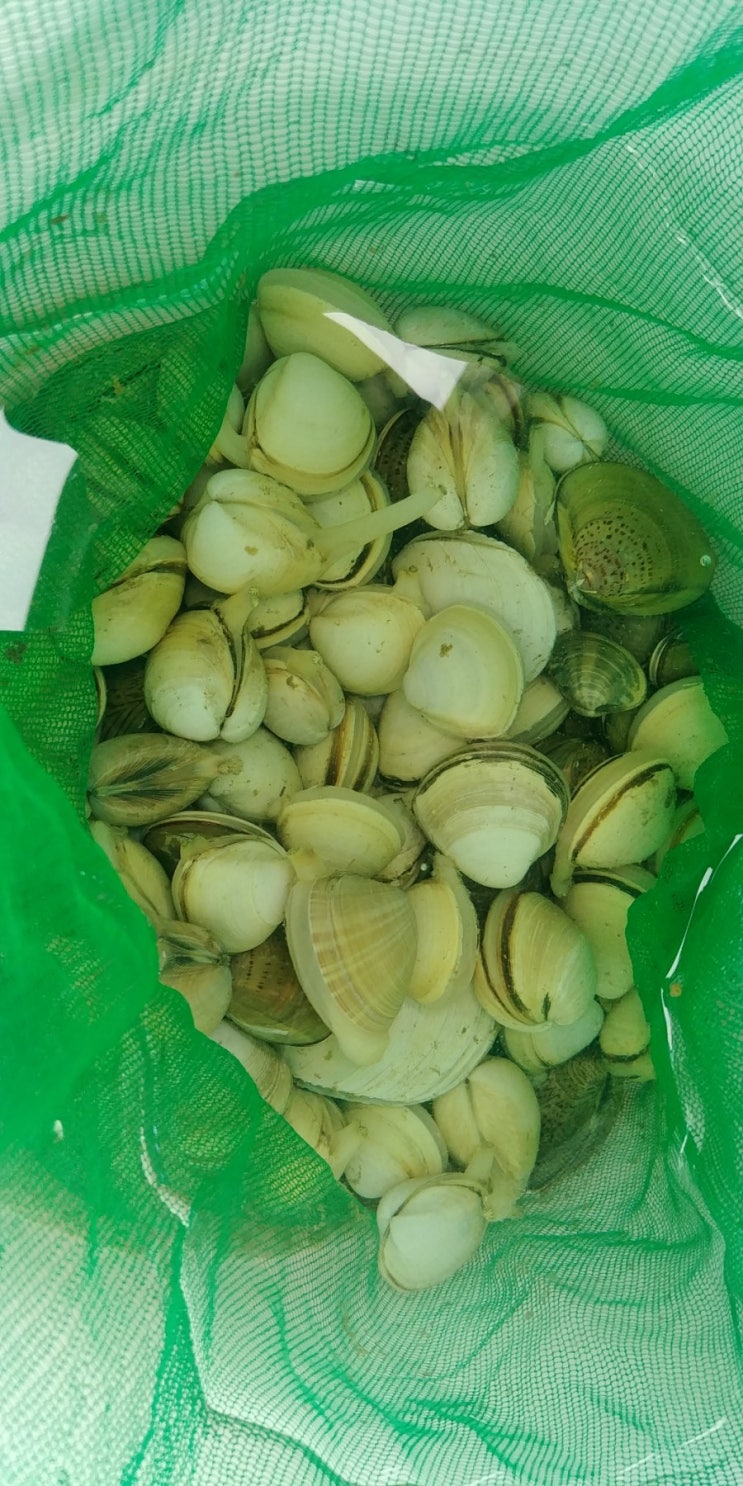 청포대해수욕장 당일치기에서 1박2일 조개캐기ㅋㅋ