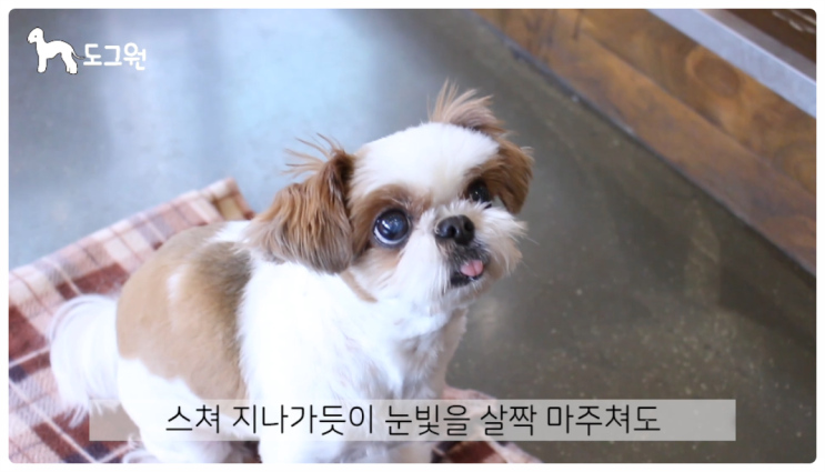  서울 연신내 도그원 애견훈련 강아지 훈련의 정석 - 23편 '아이콘택트' -