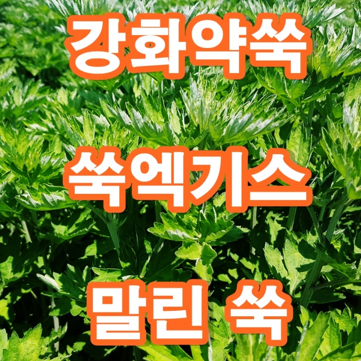  말린쑥 강화약쑥 쑥엑기스