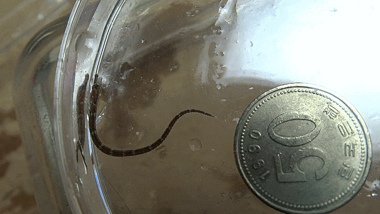  별실고기 Halicampus punctatus    ホシヨウジ / 실고기과  ( Family Syngnathidae ) 의 1종