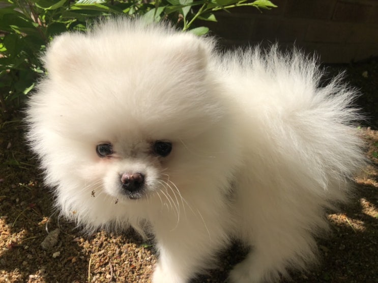  첫 산책하는 강아지