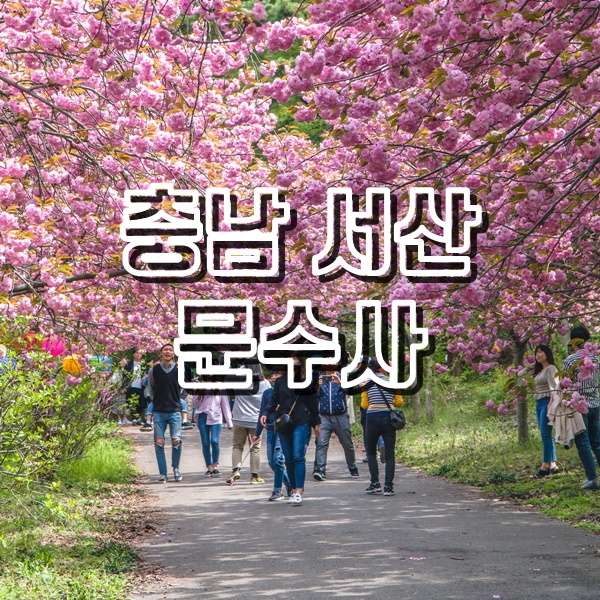  [서산여행] 겹벚꽃 터널이 아름다운곳 문수사