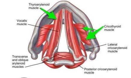  측윤상피열근 (lateral crico-arytenoid m. ; LCA)