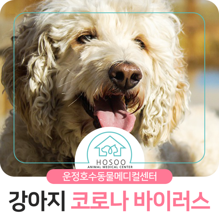  야당역24시동물병원추천_동물상식 : 강아지 코로나 바이러스