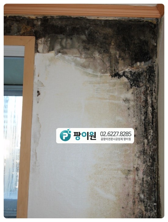  빌라 벽지곰팡이 무엇이 문제 일까?