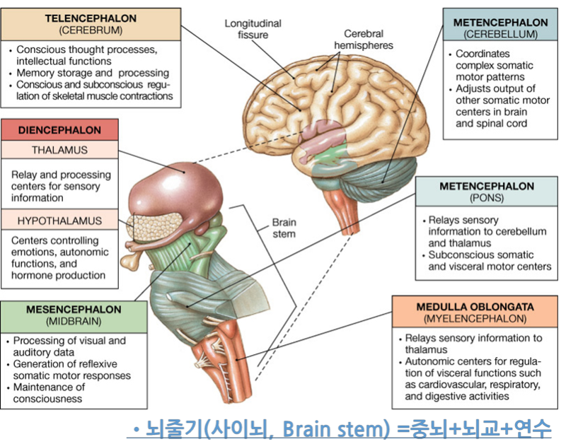 중추신경계 - 뇌(Brain) : 네이버 블로그